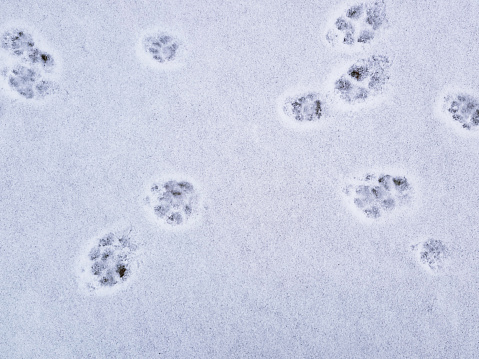 Winter landscape. Fox and cat footprints in the snow. Selective focus.