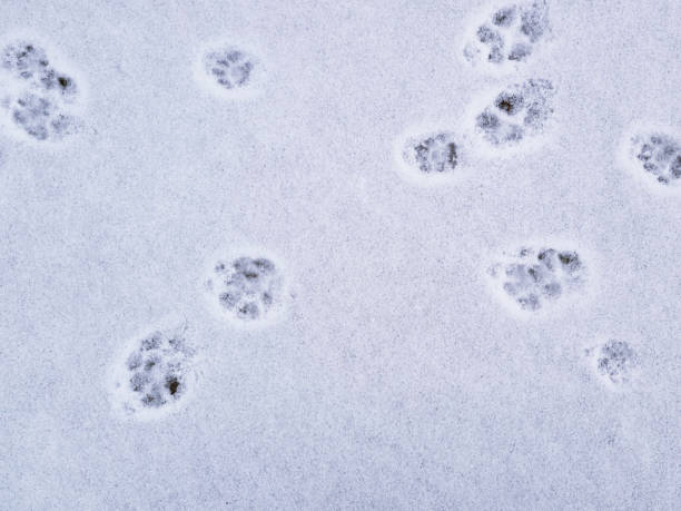 Winter landscape. Fox and cat footprints in the snow. Selective focus. Winter landscape. Fox and cat footprints in the snow. Selective focus. all weather running track stock pictures, royalty-free photos & images