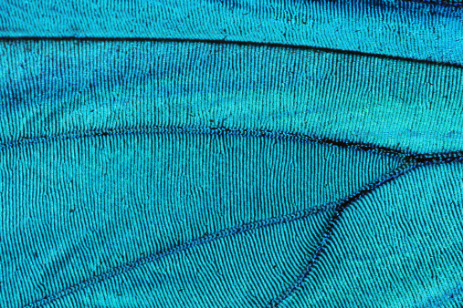 Abstracto azul textura brillante mariposa de ala photo