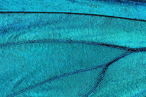 istock Abstract blue texture of shiny butterfly wing 144961808