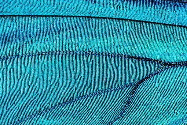 Photo of Abstract blue texture of shiny butterfly wing