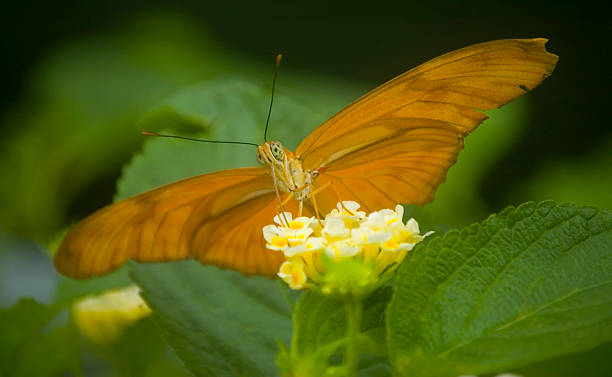istock Orange tropical butterfly on a flower 144961821
