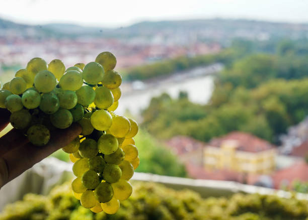 Grape wine and background of Wurzburz with river Main  - good autumn in Bavaria!