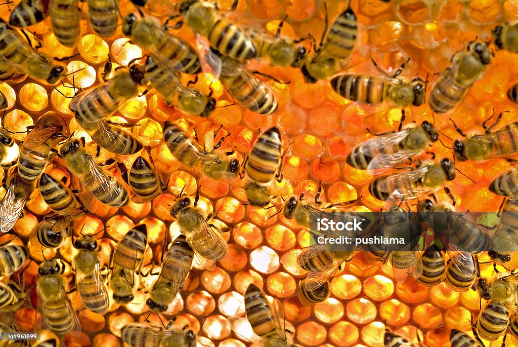 Bees inside  beehive Bees inside a beehive Bee Stock Photo