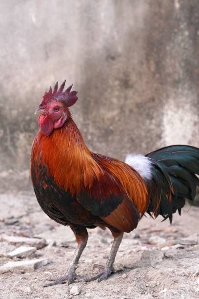 istock The diseased rooster has a swollen face and red eyes. 1449619894