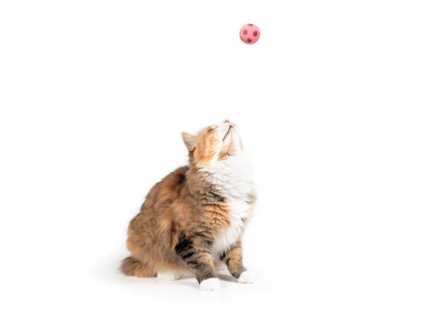 istock Isolated cat looking at toy flying by. 1449619904