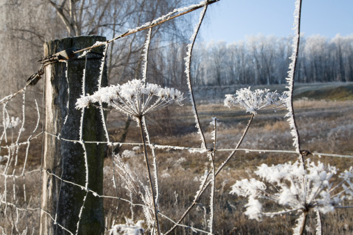 Low temperature and frog have frosted over the night all plants with crystals of ice . 