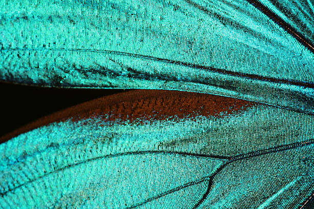 istock Abstract turquoise texture of shiny butterfly wings 144962085