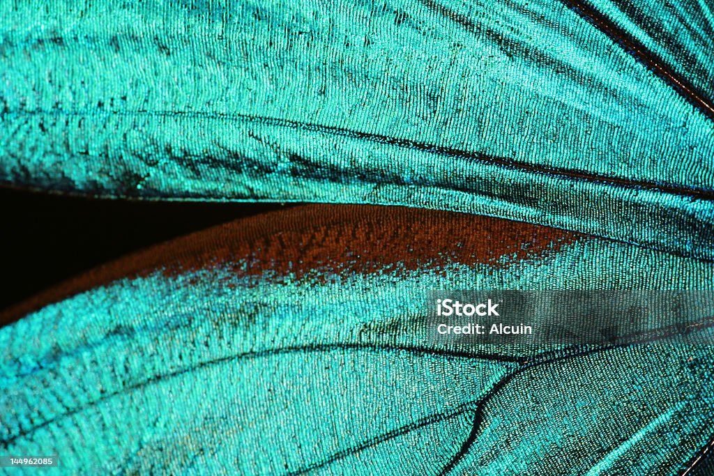 Brilhante abstrato azul turquesa textura de asas de borboleta - Royalty-free Borboleta Foto de stock