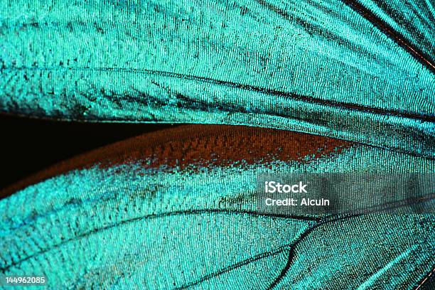 Brilhante Abstrato Azul Turquesa Textura De Asas De Borboleta - Fotografias de stock e mais imagens de Borboleta