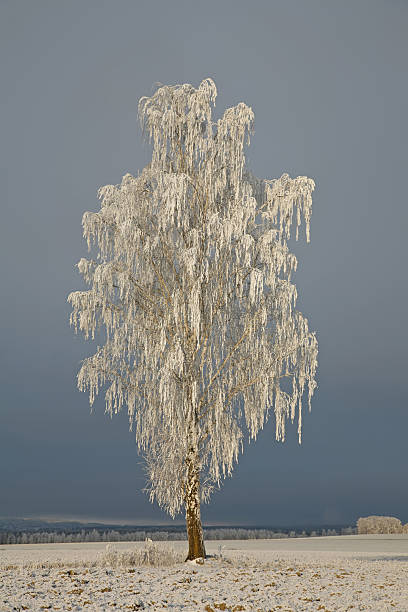 Rime Coated Birch Tree stock photo