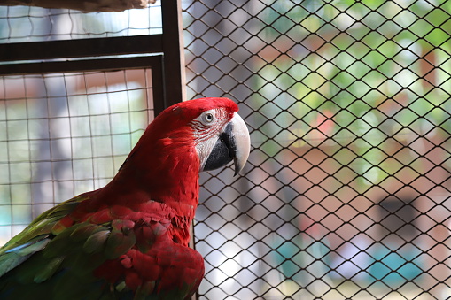 Close up of colorful scarlet macaw parrot in the zoo.