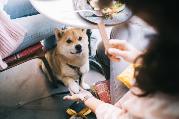 Cropped image of lovely akita inu putting paw in hand of girl waiting for food in pet friendly cafe interior, beautiful japanese dog sitting under table with women during break on luch looking at food imagen recortada de la encantadora akita inu poniendo la pata en la mano de una niña esperando comida en el interior de la cafetería que admite mascotas, hermoso perro japonés sentado debajo de la mesa con mujeres durante el descanso en luch mirando com