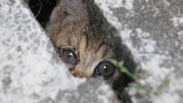 istock Small kitten looking at the camera from behind the stone fencing 1449622104