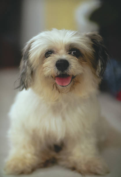 istock Athena Shih Tzu 1449622435