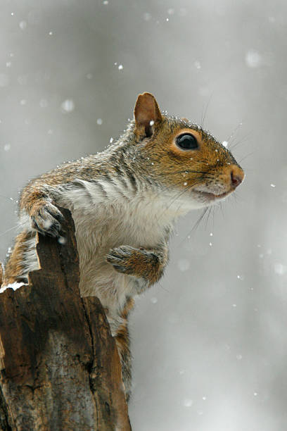 Écureuil gris dans une tempête de neige - Photo