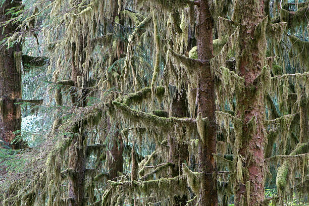 Sitka Spruce Forest stock photo