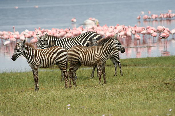 istock Zebras and Flamingos 144962307