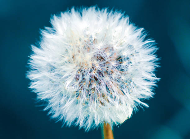 istock A close up of a dandelion flower 1449623452