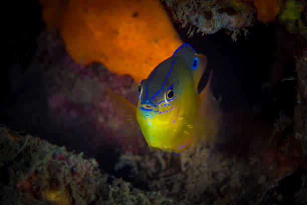 Vibrant damsel fish in the wild swimming above healthy coral reef in the Pacific