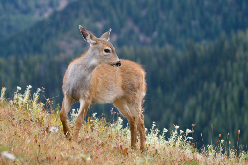 Fawn of black-tailed deer standing on alpine meadow