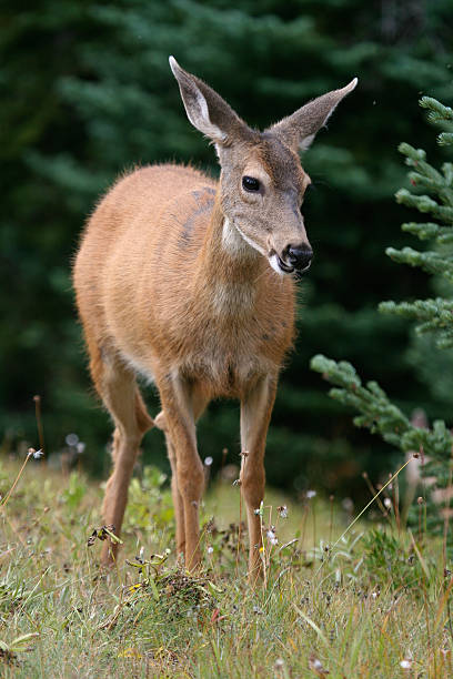 Black-tailed Deer stock photo