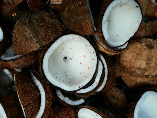 istock coconut that has been peeled and split in half, ready to be processed into oil or processed into copra 1449624598