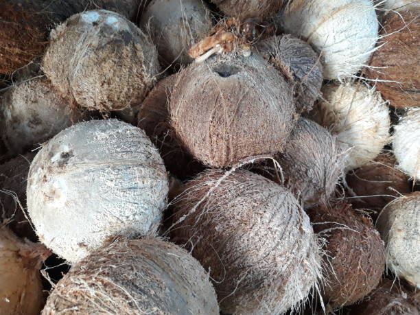 istock Group of coconut just harvesting 1449624768