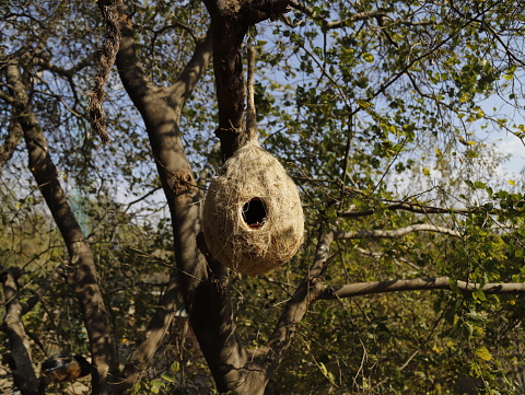 Bird nest hanging on tree in the nature.