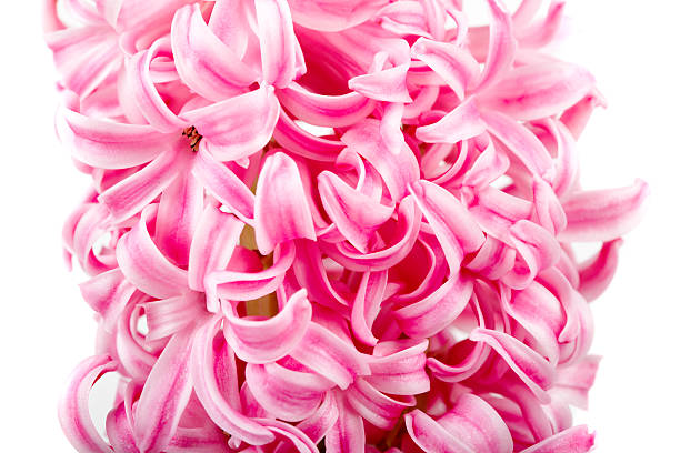istock Pink hyacinth flower 144962581