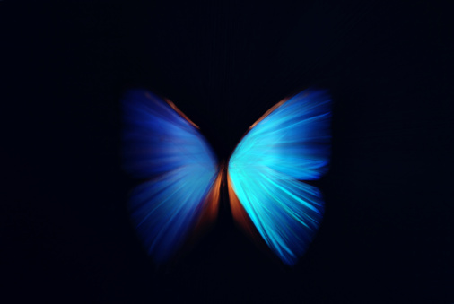 500+ Black Butterfly Pictures [HD] | Download Free Images on Unsplash