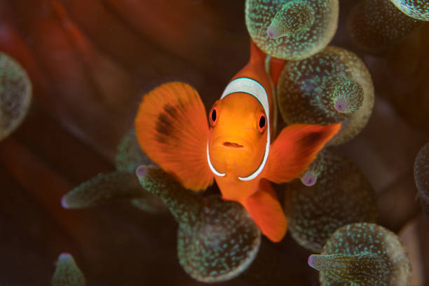 istock Spinecheek clownfish swimming above anemone 1449625974