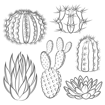 Set of black and white illustrations with cactus and succulent. Isolated vector objects on a white background.