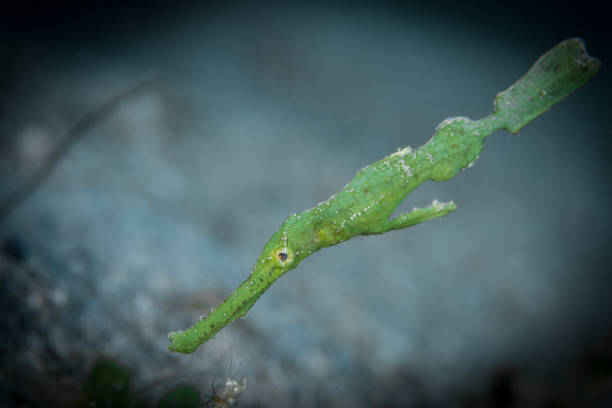 robusto pez pipa fantasma escondido en un arrecife de coral - solenostomus cyanopterus - sea life ghost pipefish thin ghost pipefish thin fotografías e imágenes de stock