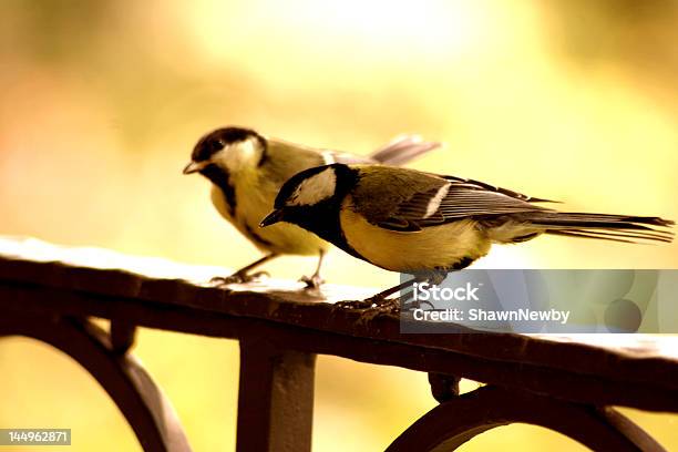 Amore Uccelli - Fotografie stock e altre immagini di Allegro - Allegro, Amore, Animale in cattività