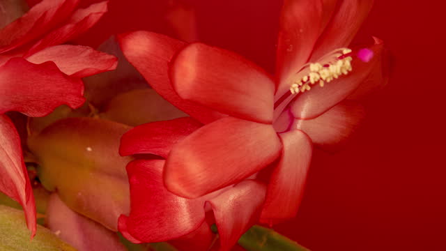 Christmas cactus flower blooming flowering and growing in a 4K time lapse video against red background. Schlumbergera truncata flower growing .