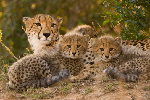 mother cheetah lying with her cubs