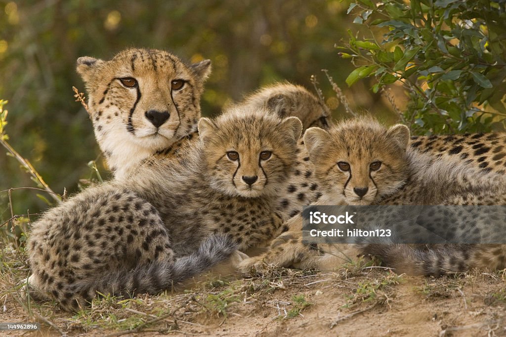 mother cheetah and cubs mother cheetah lying with her cubs Cheetah Stock Photo