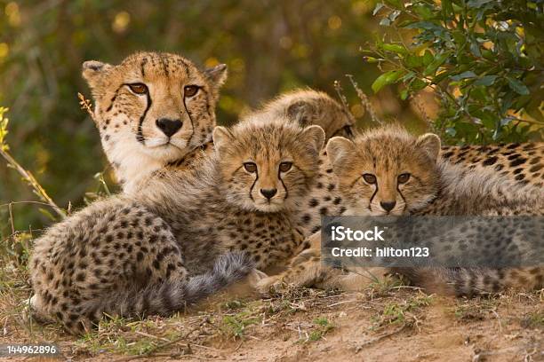 Mother Cheetah And Cubs Stock Photo - Download Image Now - Cheetah, Cheetah Print, Cheetah Cub