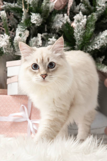 istock Young Siberian cat portrait against a Christmas tree 1449628983