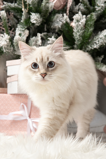 Young Siberian cat portrait against a Christmas tree