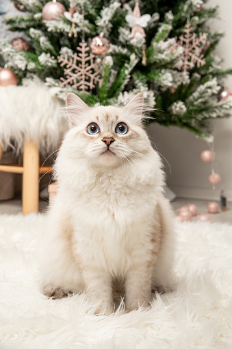 Innocent Young Siberian cat portrait against a Christmas tree