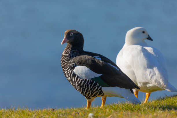 istock Pair of Kelp Geese, Chloephaga hybrida 1449629047