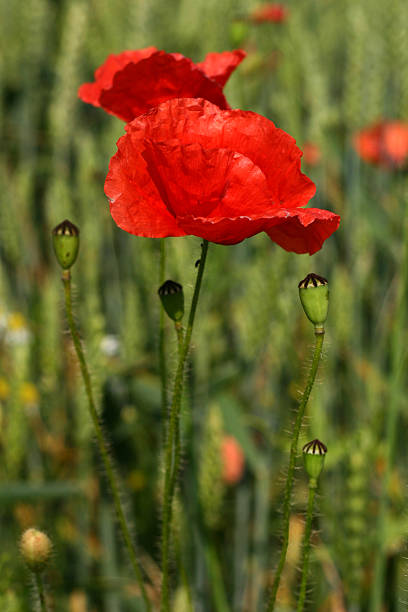 Poppy flower stock photo