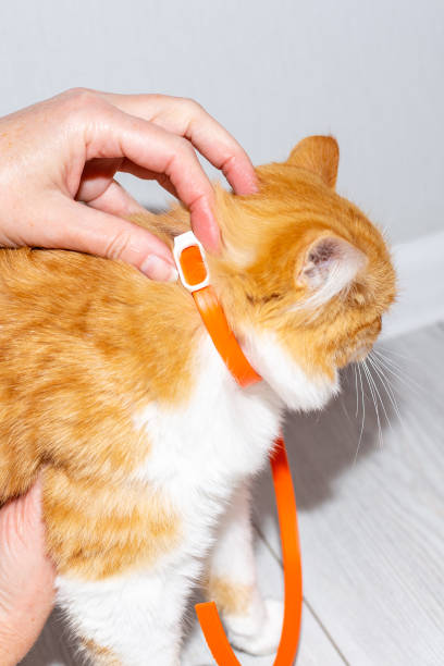 飼い主は赤い子猫に寄生虫の首輪を付けます。動物の寄生虫症の予防 - fastening ストックフォトと画像