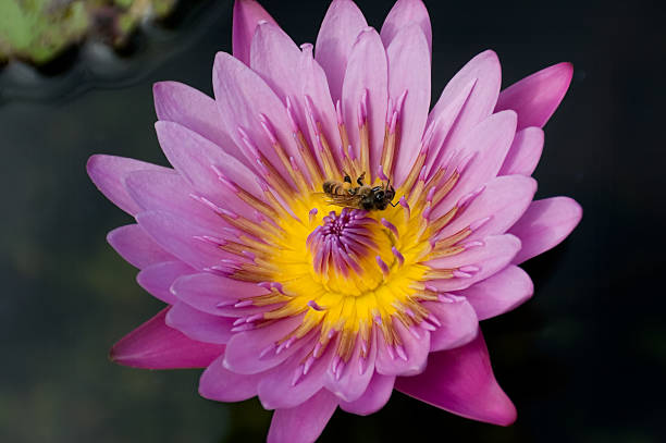 lotus rose - lotus ornamental garden insect summer photos et images de collection