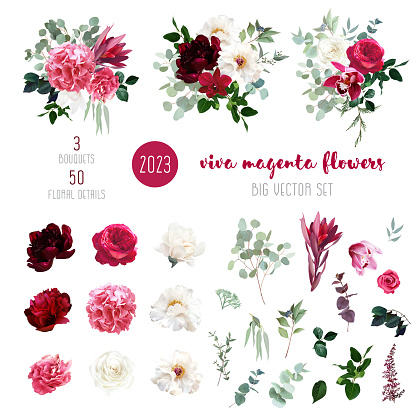 Trendy magenta bouquets vector design big set. Hot pink roses, barbie pink ranunculus, white peony, dark orchid, hydrangea, ivory magnolia, carnation. All elements are isolated and editable on white.