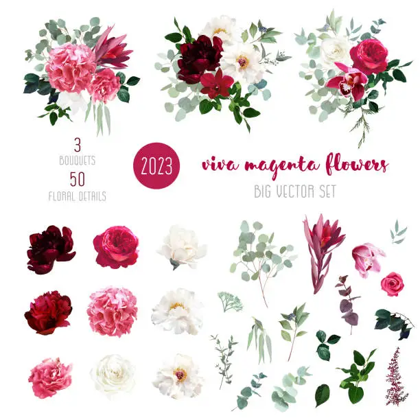 Vector illustration of Trendy magenta bouquets vector design big set. Hot pink roses, fashion doll pink ranunculus, white peony, dark orchid