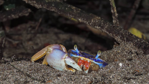 divertente granchio di terra blu che fa capolino dalla sabbia di una spiaggia caraibica costaricana e guarda la telecamera. - claw rainforest outdoors close up foto e immagini stock