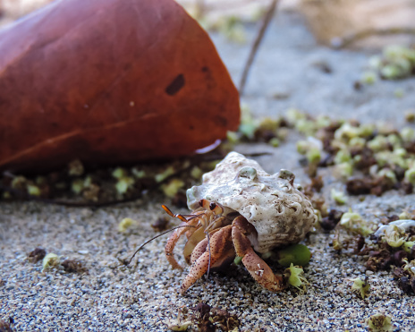 Funny little crustacean in the sand of a tropical beach with a brown leaf in the background. Costa Rican beach.